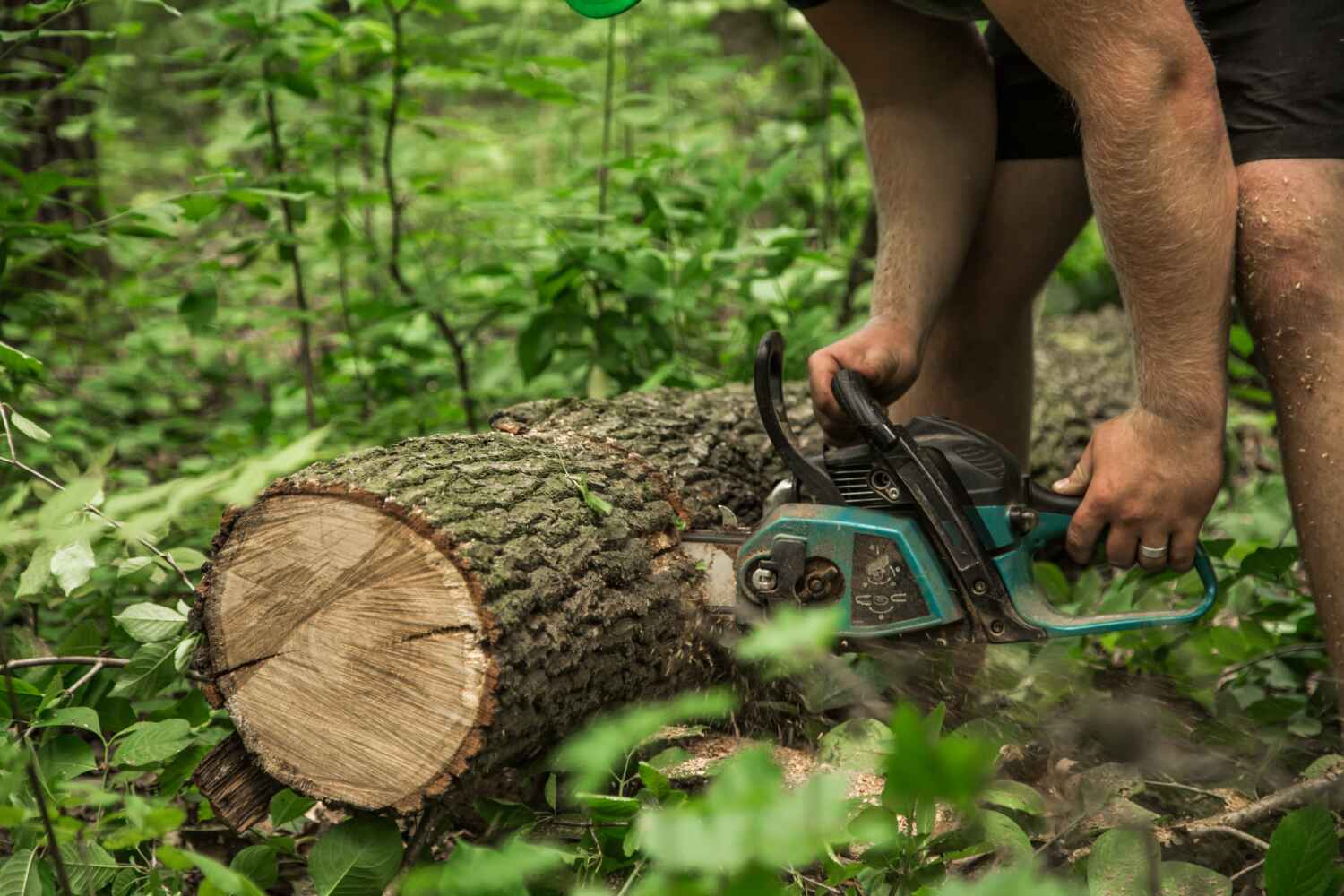 The Steps Involved in Our Tree Care Process in Clayton, GA